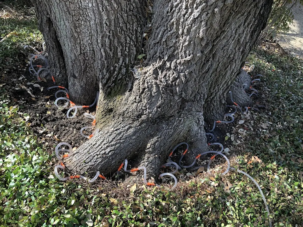 Detailed Shrub and Hedge Trimming job site in Tiff City