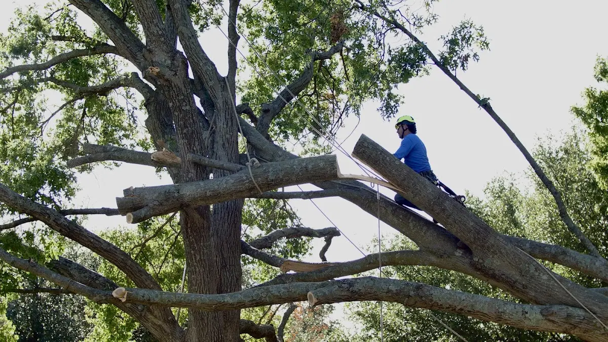 Professional Crown Thinning performed by certified arborists in Tiff City